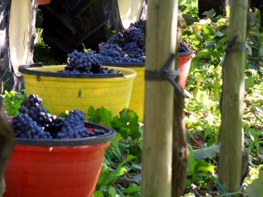Vendemmia e vigneti
