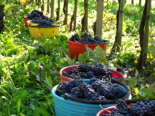 Vendemmia e vigneti