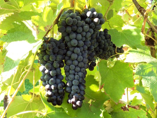 Vendemmia e vigneti