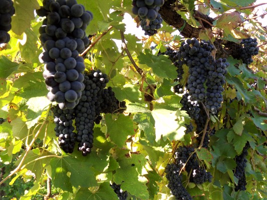 Vendemmia e vigneti