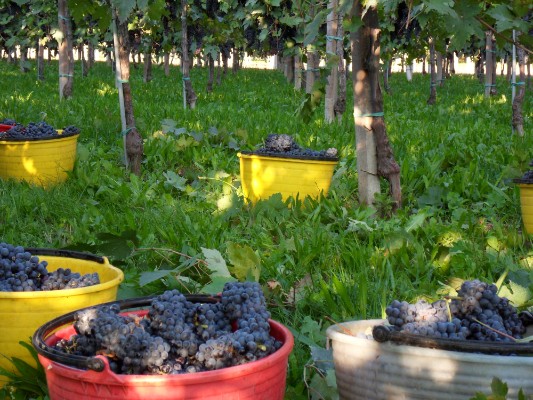 Vendemmia e vigneti