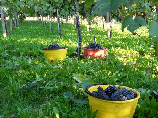 Vendemmia e vigneti